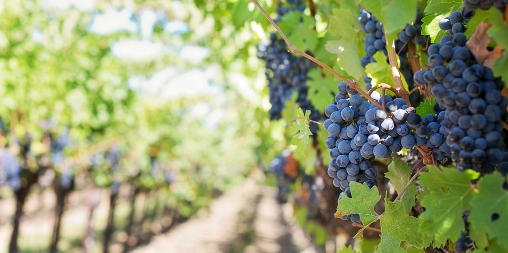 Il credito cooperativo per migliorare la produzione vitivinicola